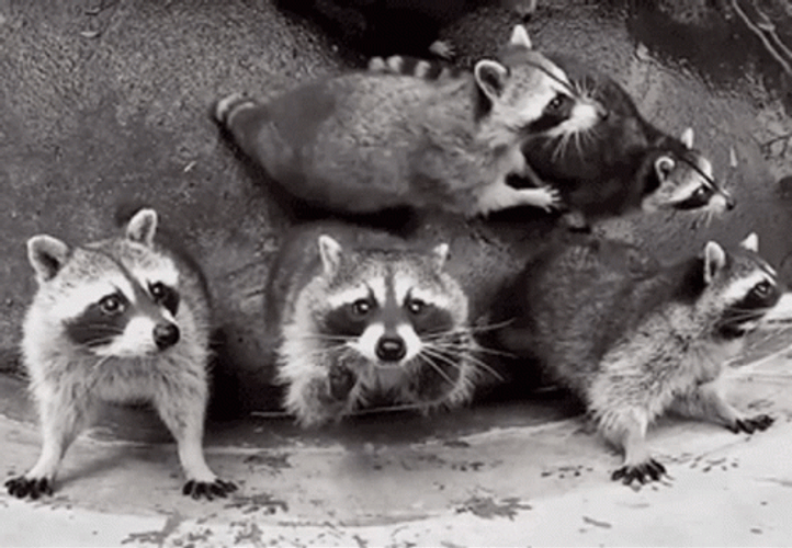 Racoon Funny Camera Jump GIF