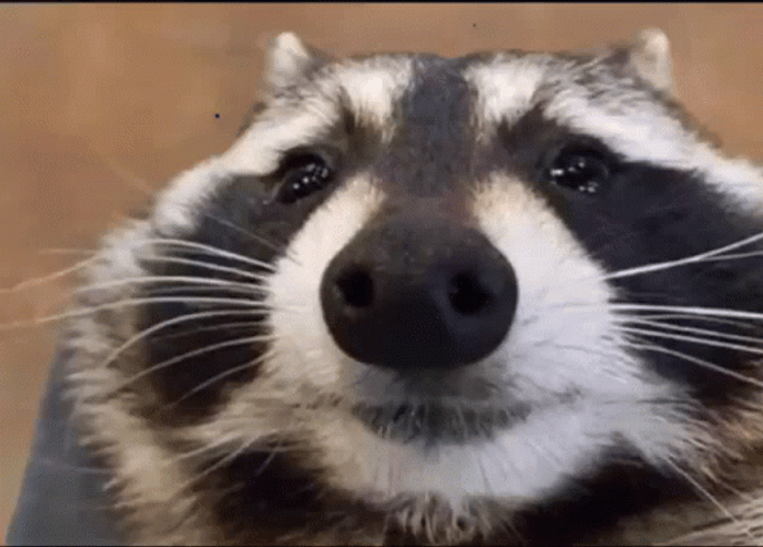 Racoon Happy Meme  GIF