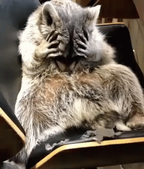 Racoon GIF