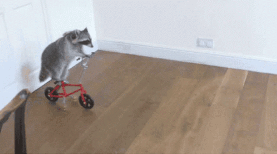 Racoon Pet Riding Bike GIF