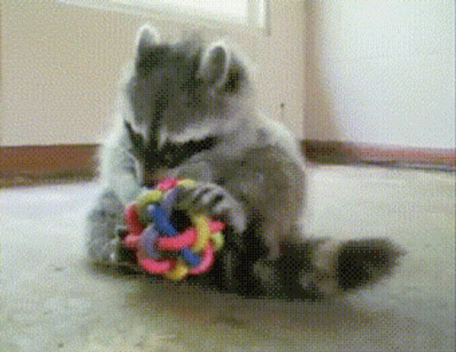 Racoon Playing Knot Chew Toy GIF