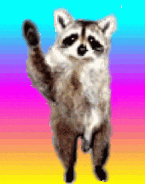 Racoon Reggae Waving   GIF