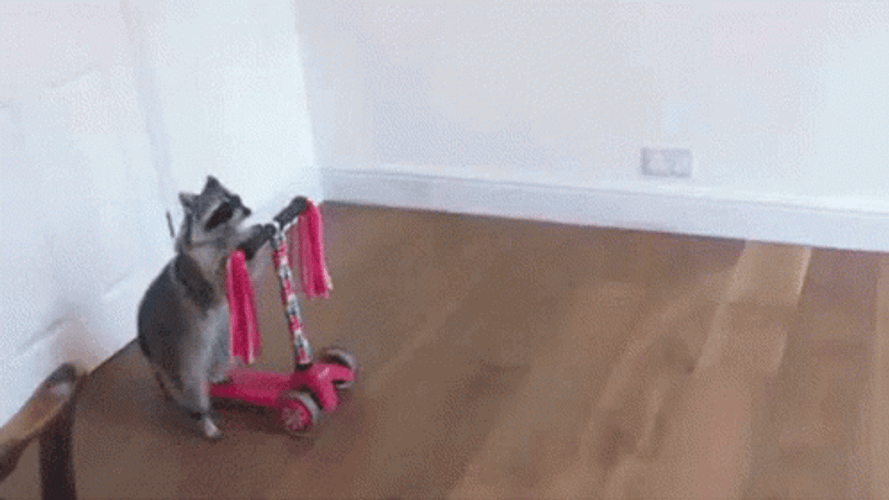 Racoon Riding  A Scooter GIF