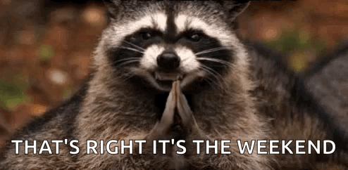 Racoon Says That's Right Its The Weekend GIF