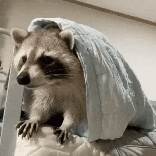 Racoon  Sleepy Hiding On Blanket GIF