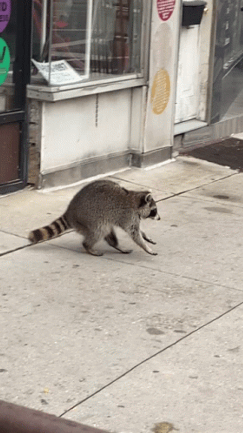 Racoon Walking Outside GIF