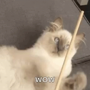 Rag Doll Cat Chopsticks Wow GIF