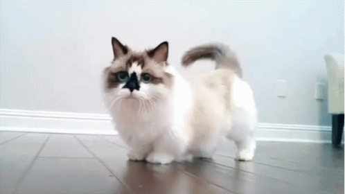 Rag Doll Cat Curious Tail GIF