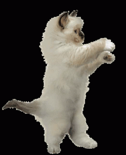 Rag Doll Cat Dance GIF