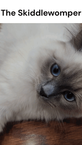 Rag Doll Cat Skiddlewomper GIF