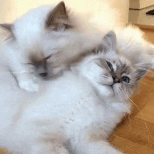 Rag Doll Cats Cuddle Licking GIF