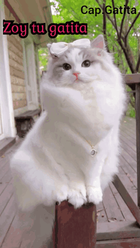 Rag Doll Cute Cat GIF