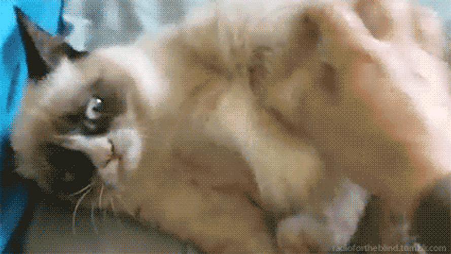 Ragdoll Cat Hug Tickle Time GIF
