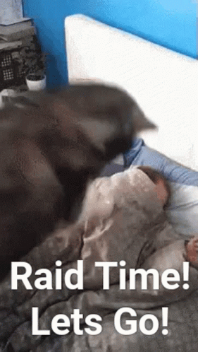 Husky Waking Owner Up Raid Time GIF