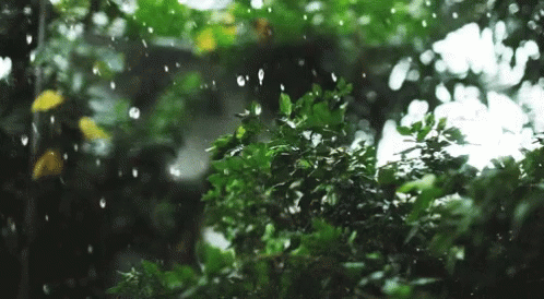Rain Falling On Tree In Woods GIF