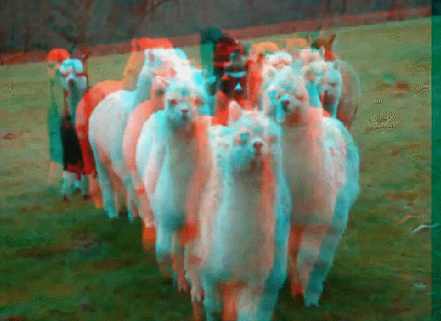Rainbow Glitch Alpacas GIF
