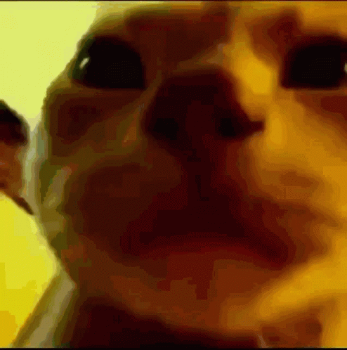 Rainbow Lights Flickering Cat's Face GIF