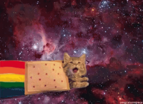 Rainbow Poptart Real Cat GIF