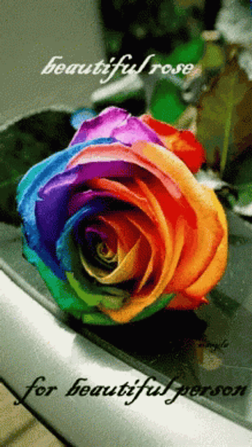 Rainbow Rose For Beautiful Person GIF