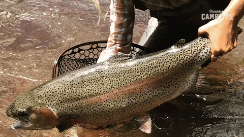 Rainbow Trout Fish Meme GIF