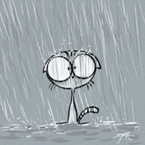 Rainy Day Lonely Little Cat GIF