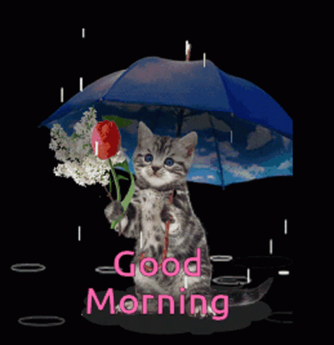 Rainy Monday Cat With Rose GIF