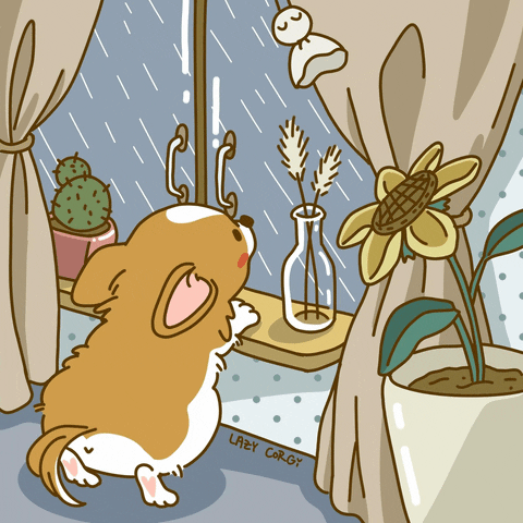 Rainy Tuesday Dog Looks Out Window GIF