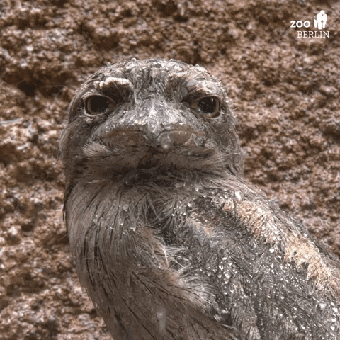 Rainy Tuesday Soaked Bird GIF