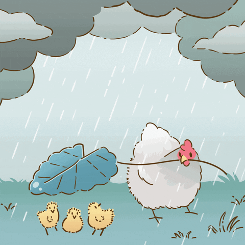 Rainy Wednesday Hen Covering Chicks With Leaf GIF