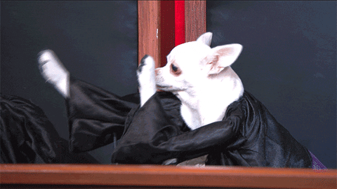 Raise The Roof Chihuahua Judge GIF
