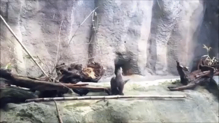 Raise The Roof Cute Seal GIF