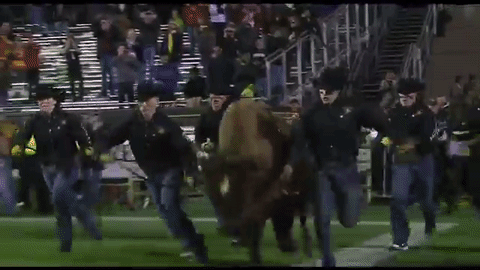Ralphie Colorado Buffalo Entrance GIF
