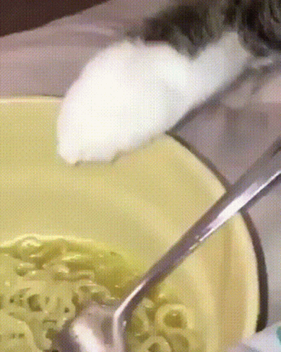 Cat Eating Ramen GIF