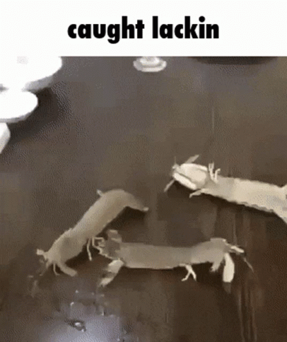 Random Caption Weird Animals Meme GIF