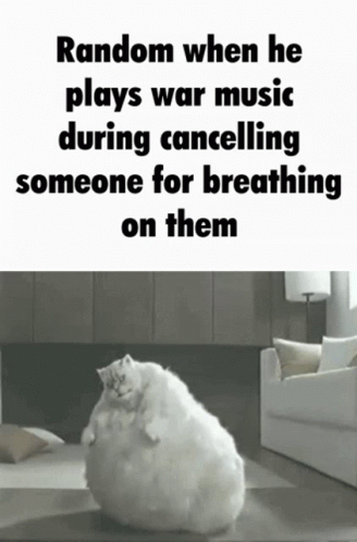 Random Cat War Music Meme GIF
