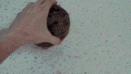 Random Coconut Watermelon Funny Mix GIF