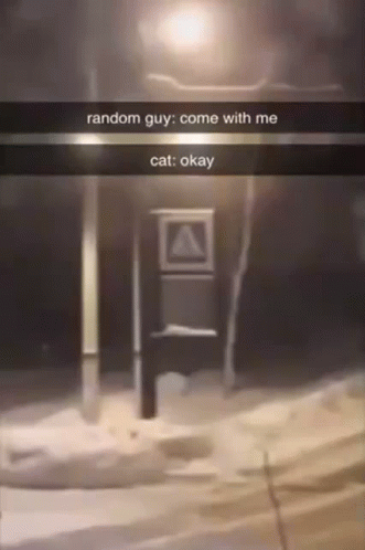 Random Guy Cat Convo Meme GIF