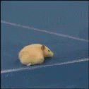 Randy Savage Hamster Flying Splash Meme GIF