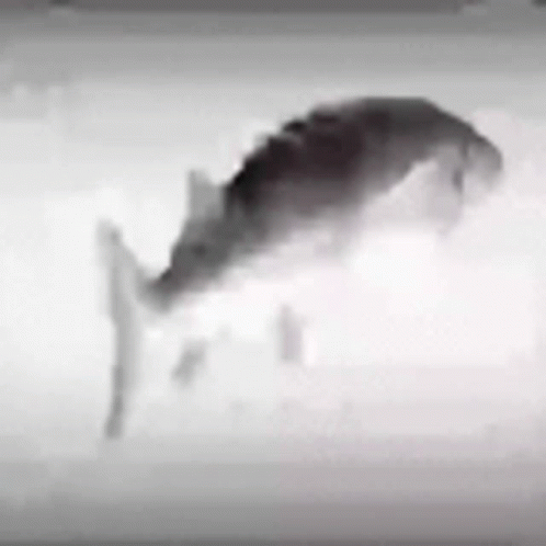 Rapid Spinning Silver Cod Fish GIF