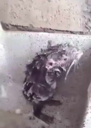 Rare Footage Rat Showering GIF