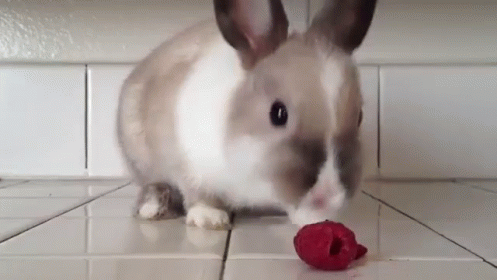 Rabbit Eating Raspberry GIF