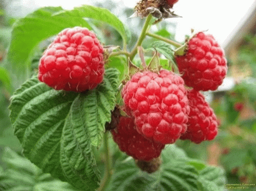 Raspberry Harvest In The Farm GIF