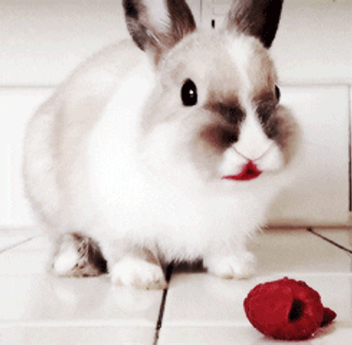 Raspberry Bunny Eating  GIF