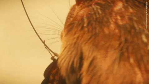 Rat And Roach GIF