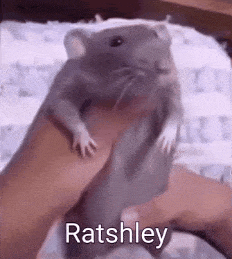 Rat Ashley Gif GIF