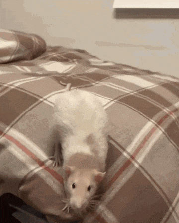 Rat Attack Have At Thee Gif GIF