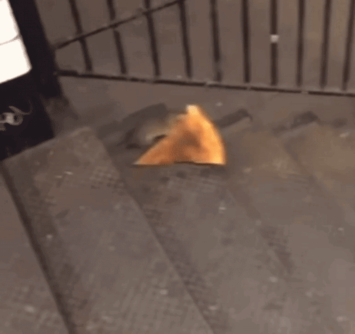 Rat Biting Pizza While Rolling In The Stairs GIF