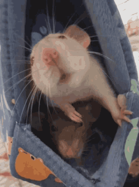 Rat Boop Gif GIF