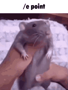 Rat Cute Forced Dance GIF