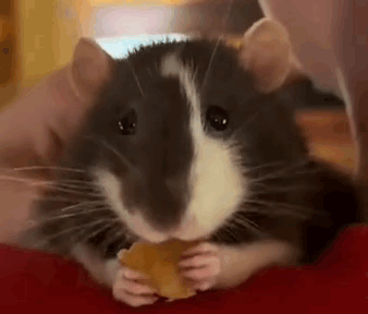 Rat Eating Cheese Close Up